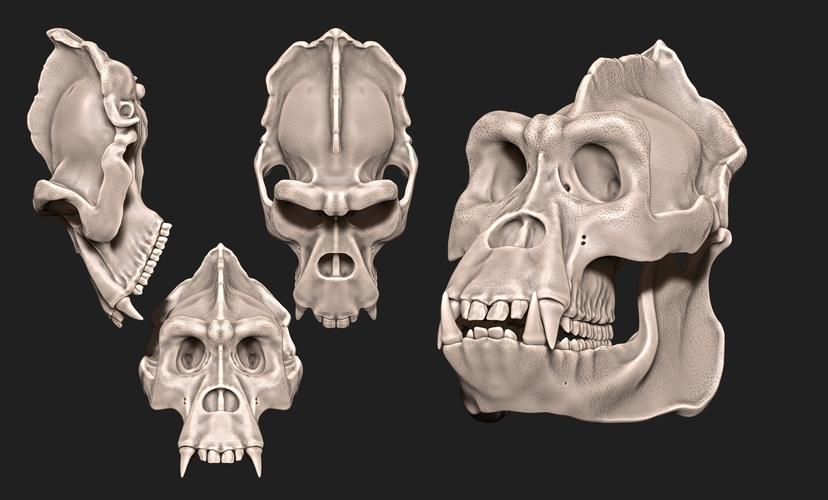 Gorilla Skull 3D Print 507487