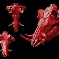 European Boar/Sus Scrofa Skull - Thumbnail 1