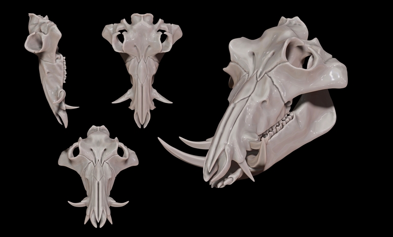 European Boar/Sus Scrofa Skull