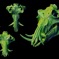 European Boar/Sus Scrofa Skull - Thumbnail 3