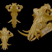 European Boar/Sus Scrofa Skull - Thumbnail 5