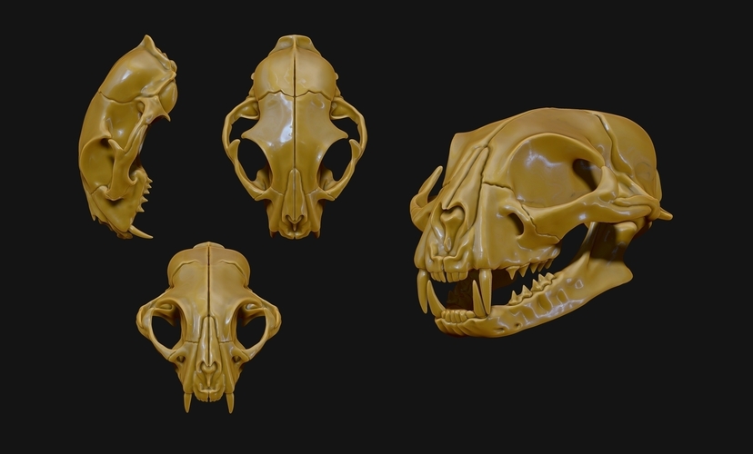 European Cat Skull 3D Print 507498