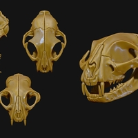 European Cat Skull - Thumbnail 1