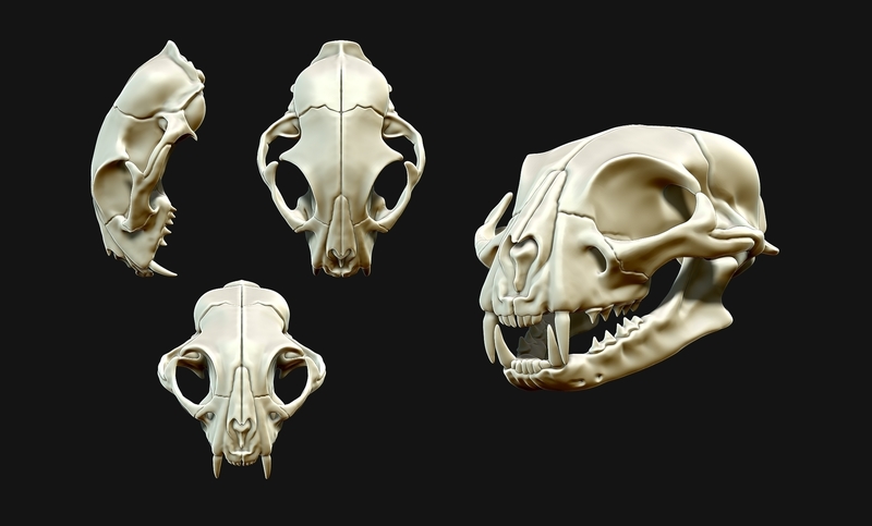 European Cat Skull