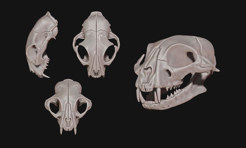 European Cat Skull 3D Print 507501