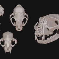 European Cat Skull - Thumbnail 4