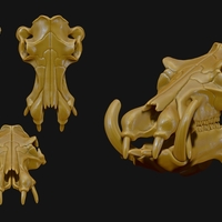 Hippopotamus Skull - Thumbnail 1