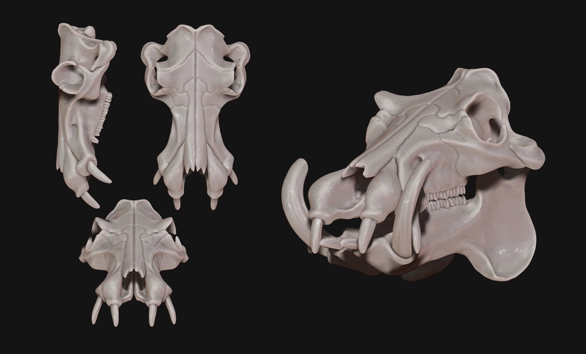 Hippopotamus Skull 3D Print 507506