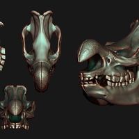 White Rhino/Ceratotherium simum Skull - Thumbnail 1
