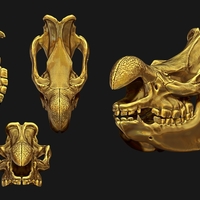 White Rhino/Ceratotherium simum Skull - Thumbnail 2