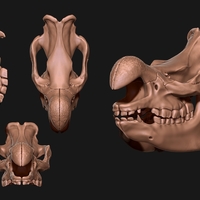 White Rhino/Ceratotherium simum Skull - Thumbnail 4