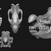 White Rhino/Ceratotherium simum Skull - Thumbnail 5