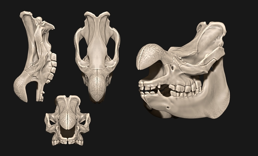 White Rhino/Ceratotherium simum Skull 3D Print 507514