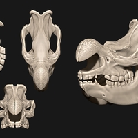 Small White Rhino/Ceratotherium simum Skull 3D Printing 507514