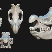 White Rhino/Ceratotherium simum Skull - Thumbnail 7