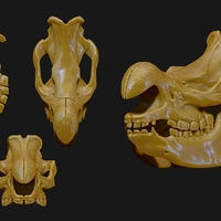 White Rhino/Ceratotherium simum Skull - Thumbnail 8