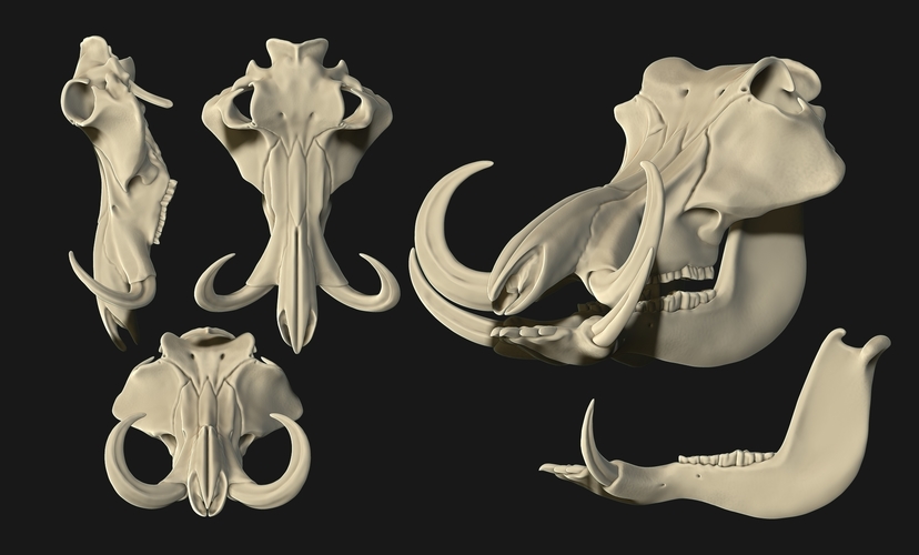 Phacochoerus Skull 3D Print 507522