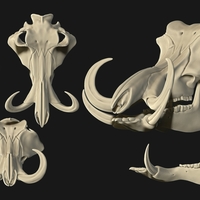Phacochoerus Skull - Thumbnail 1
