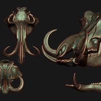 Phacochoerus Skull - Thumbnail 2