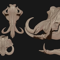 Phacochoerus Skull - Thumbnail 3