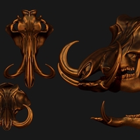 Phacochoerus Skull - Thumbnail 6