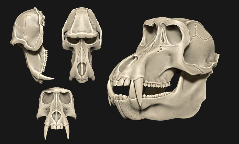 Baboon/Papio Skull 3D Print 507529