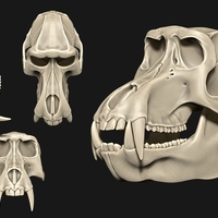 Small Baboon/Papio Skull 3D Printing 507529