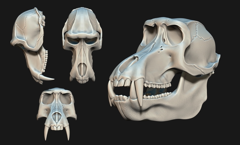 Baboon/Papio Skull 3D Print 507530