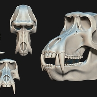 Baboon/Papio Skull - Thumbnail 2