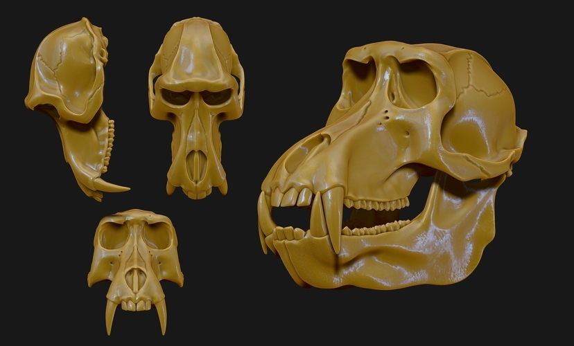 Baboon/Papio Skull 3D Print 507531