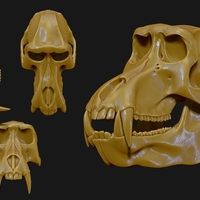 Baboon/Papio Skull - Thumbnail 3