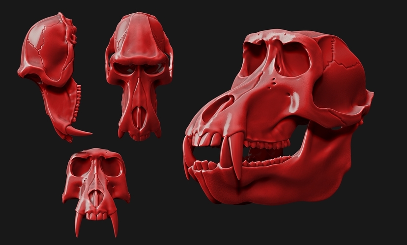 Baboon/Papio Skull 3D Print 507532