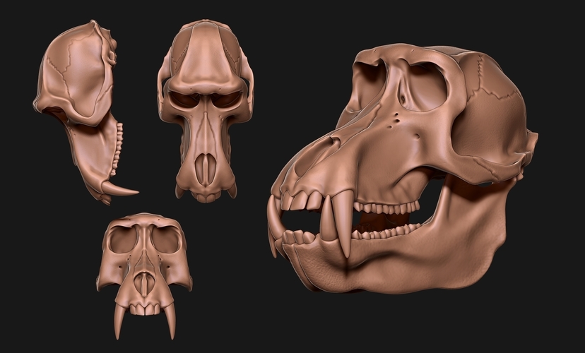 Baboon/Papio Skull 3D Print 507533