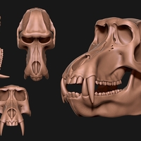 Baboon/Papio Skull - Thumbnail 5