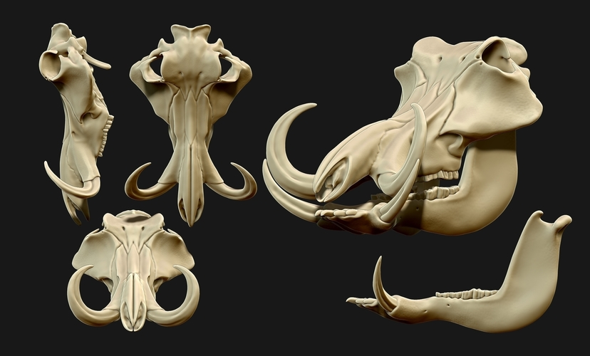 Animal Skulls Vol 2 - 3D Print 3D Models Collection 3D Print 508759