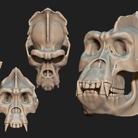 Animal Skulls Vol 2 - 3D Print 3D Models Collection - Thumbnail 4