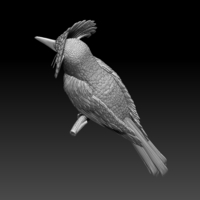 Amazonian royal flycatcher - Thumbnail 1