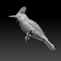 Amazonian royal flycatcher - Thumbnail 2