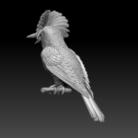 Amazonian royal flycatcher - Thumbnail 3