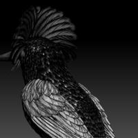 Amazonian royal flycatcher - Thumbnail 4