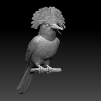 Amazonian royal flycatcher - Thumbnail 5