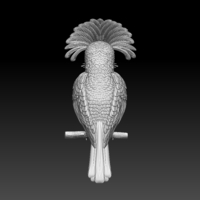 Amazonian royal flycatcher - Thumbnail 6