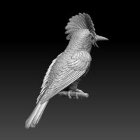 Amazonian royal flycatcher - Thumbnail 7