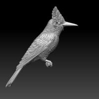 Amazonian royal flycatcher - Thumbnail 10