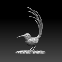 colibri humming bird - Thumbnail 10