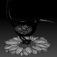 colibri humming bird - Thumbnail 15