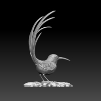 colibri humming bird - Thumbnail 17