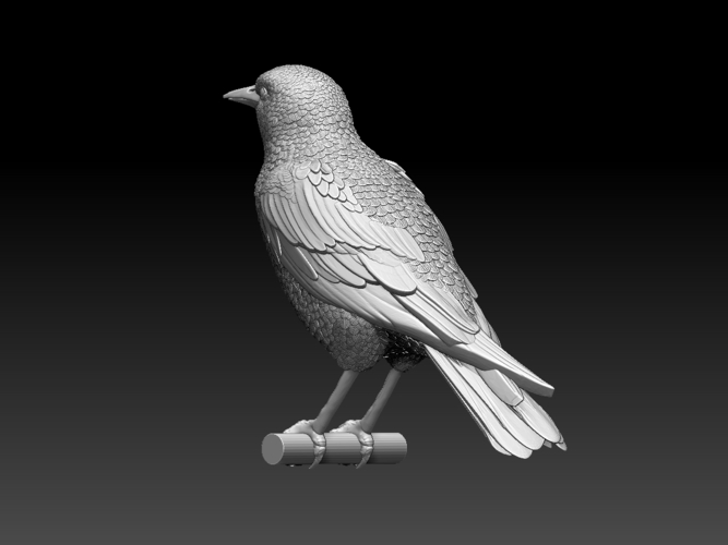 starling  3D Print 509678