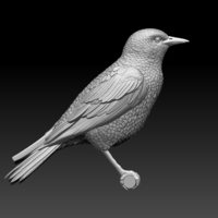 Small starling  3D Printing 509679