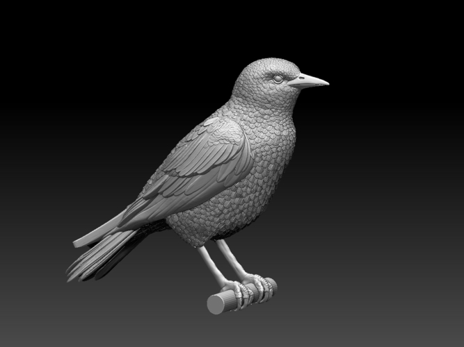 starling  3D Print 509681